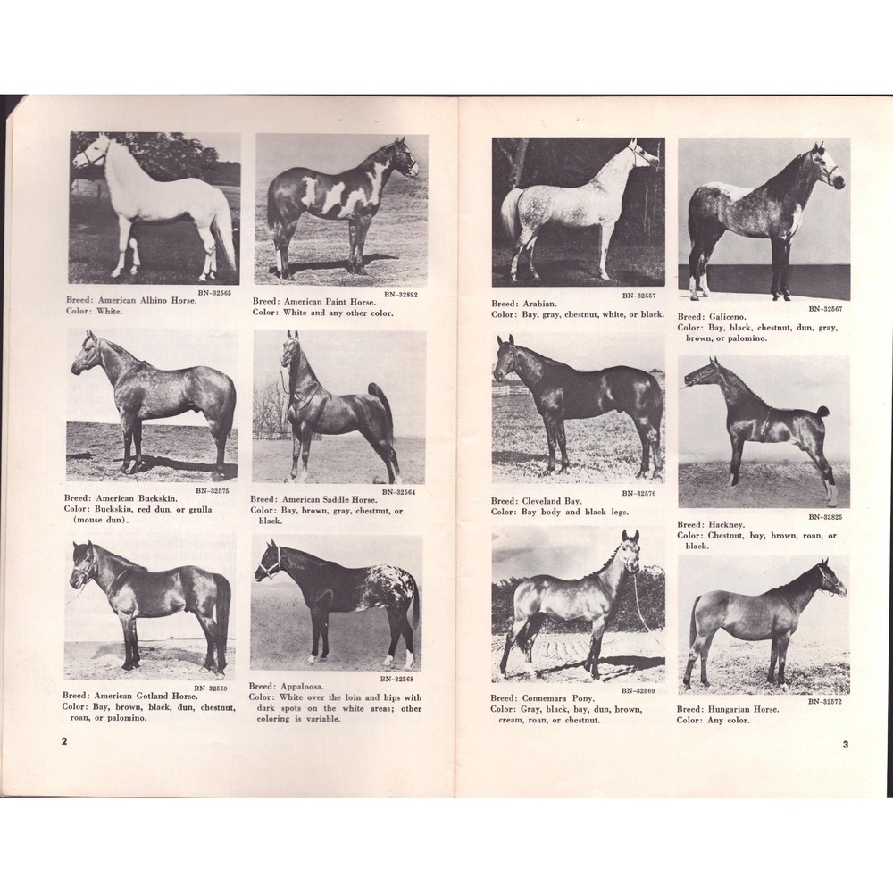 Vintage Training Riding Horses American Quarter Horse Association Booklet - Picture 4 of 4